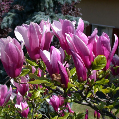 Magnolia  "Susan"