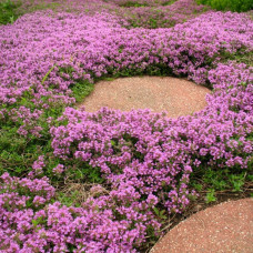 THYMUS CAPITATUS