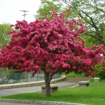 MALUS FLORIBUNDA