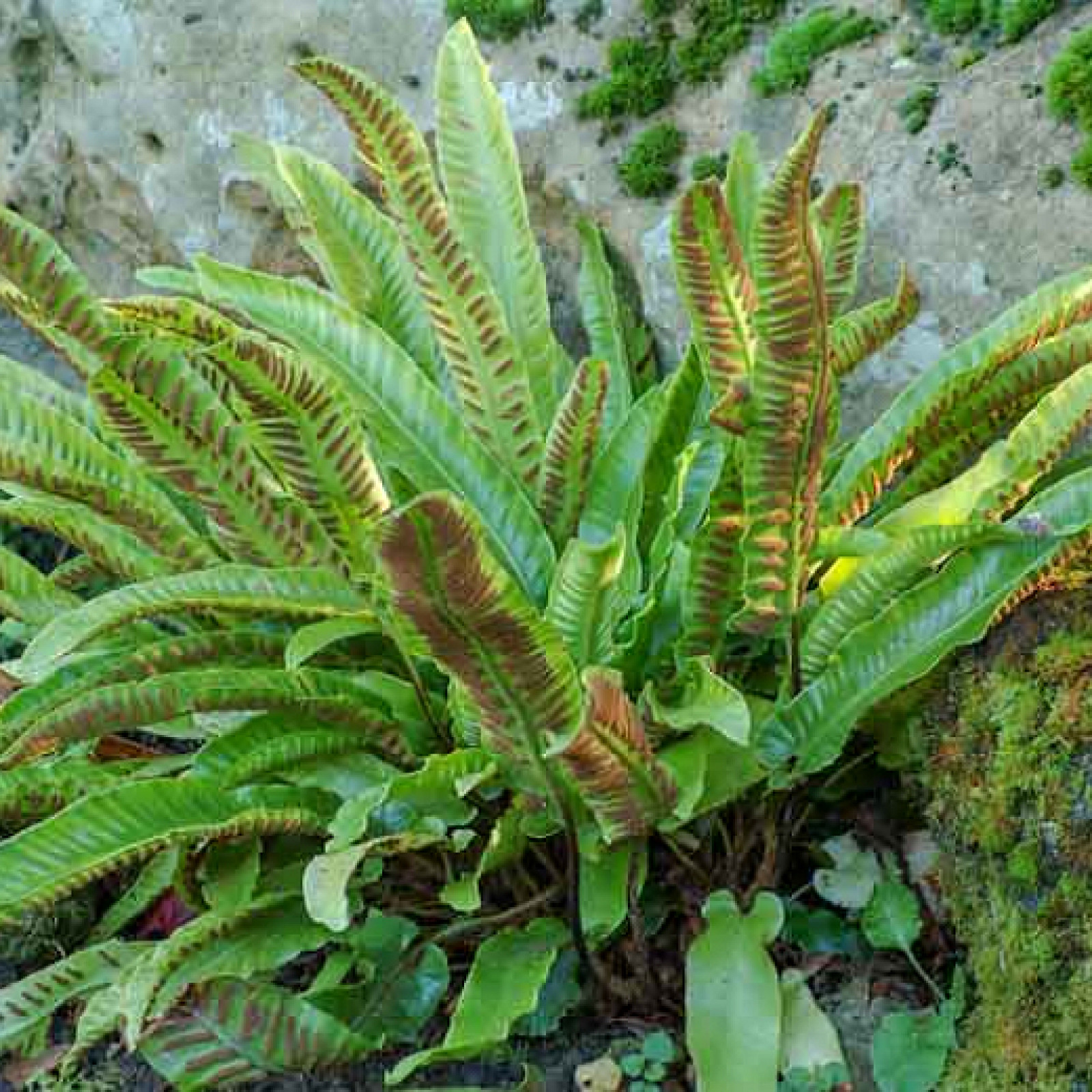 Asplenium scolopendrium - Rasadnik „Jelena”