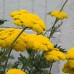 Achillea filipendulina