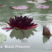 Nymphaea 'Black Princess'