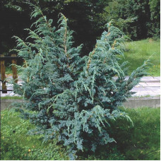 Juniperus squamata  "Mayeri"