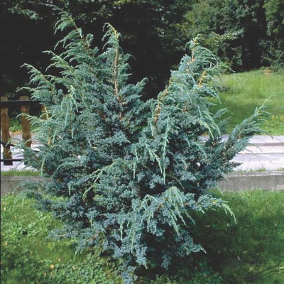 Juniperus squamata  "Mayeri"