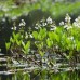 Menyanthes trifoliata