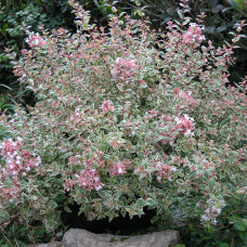 Abelia grandiflora "Tres Amigos"