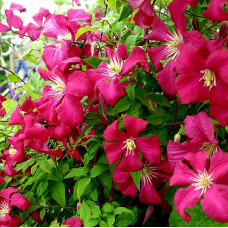 Clematis "Madame Julia Correvon"