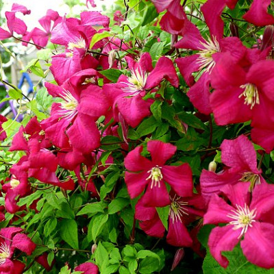 Clematis "Madame Julia Correvon"