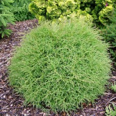 Thuja occidentalis 'Mr BOWLING BALL'