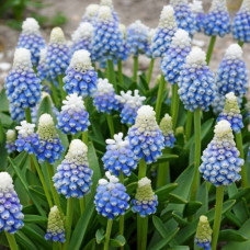Muscari M. Lady