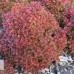 Berberis  th "Admiration"