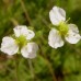 Alisma plantago aquatica