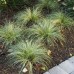 CAREX A. „FROSTED“