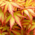 Acer "Orange Dream"