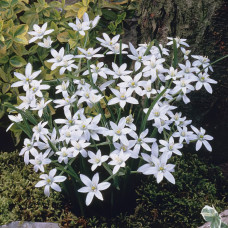 Ornithogalum umbellatum