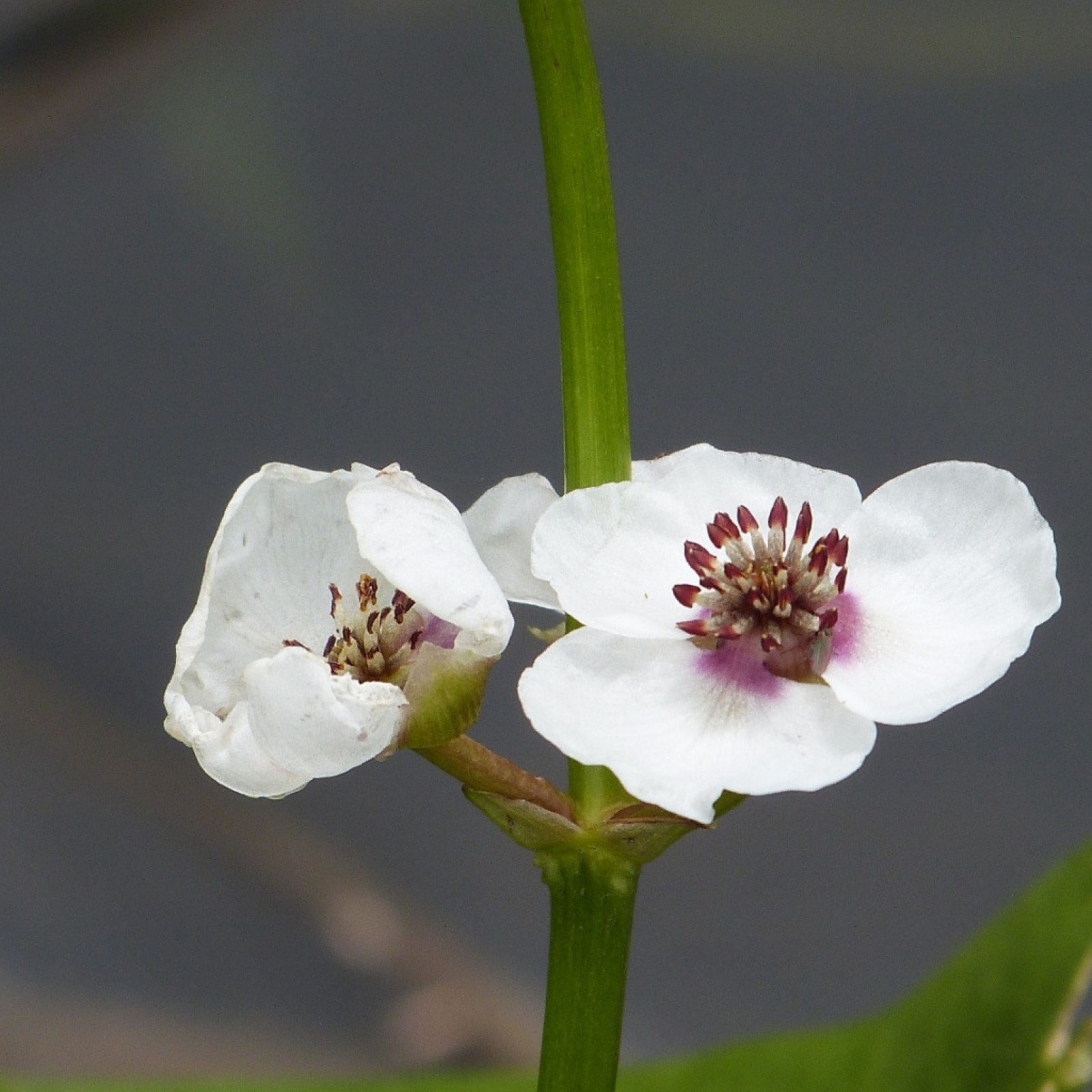 Sagittaria sagittifolia - prodaja krajem aprila - Rasadnik „Jelena”