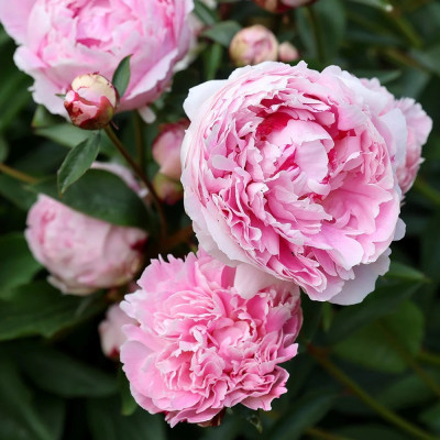 Paeonia "Sarah Bernhart" Paeonia "Sarah Bernhart"