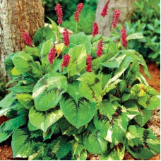 Persicaria virginiana "Painters palette plant"