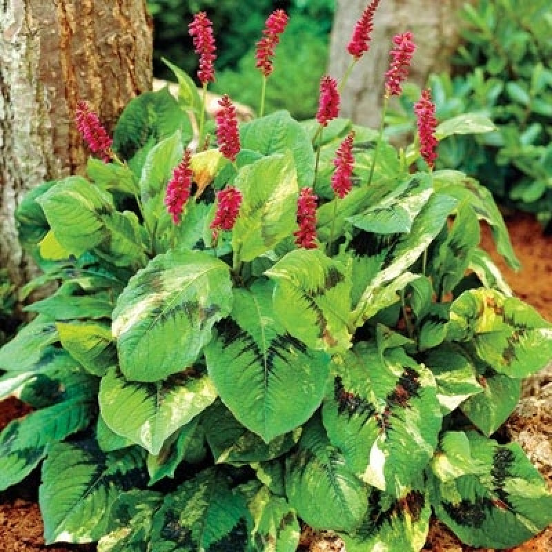 Persicaria virginiana "Painters palette plant" Rasadnik „Jelena”