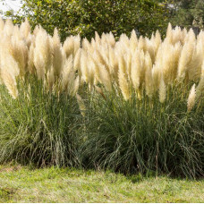 Cortaderia "Splendid Star"