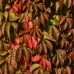 Parthenocissus Quinquefolia