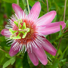 Passiflora "Anastasia"