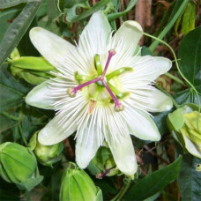 Passiflora "Constance Eliot"