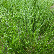Juncus tenuis Juncus tenuis