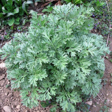  Pelin - Artemisia absinthium