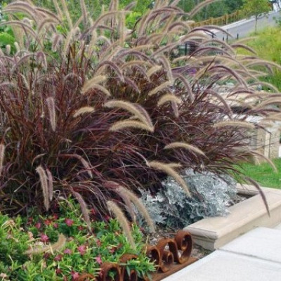 Pennisetum "Rubrum"