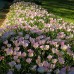 OENOTHERA SPECIOSA