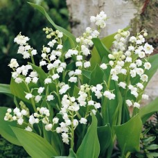 CONVALLARIA MAJALIS – ĐURĐEVAK