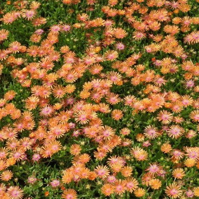 Delosperma "Salmon"