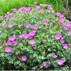 GERANIUM SANGUINEUM