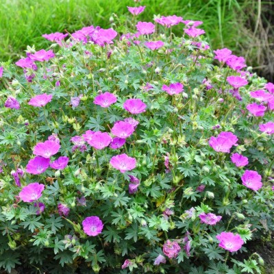 GERANIUM SANGUINEUM