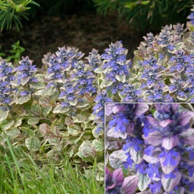 AJUGA REPTANS „BURGUNDY GLOW“