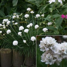 ARMERIA MARITIMA „ALBA“