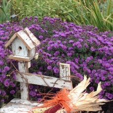 ASTER NOVAE ANGLIAE „PURPLE DOME“