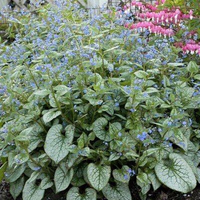 BRUNNERA MACROPHYLLA „JACK FROST“