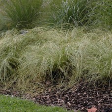 CAREX A. „FROSTED“