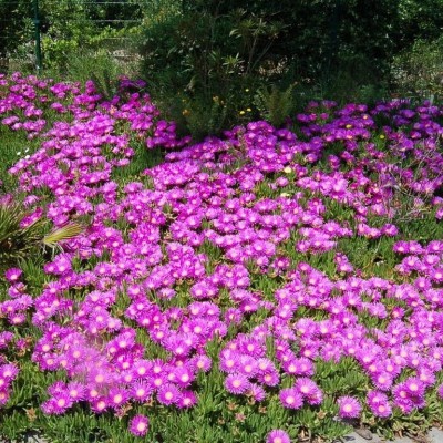 Delosperma "Cooperi"