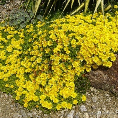 Delosperma "Nubigeum"