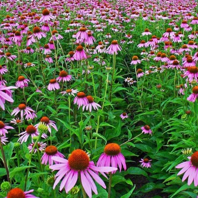 ECHINACEA PURPUREA