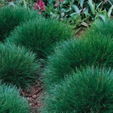FESTUCA GAUTIERI