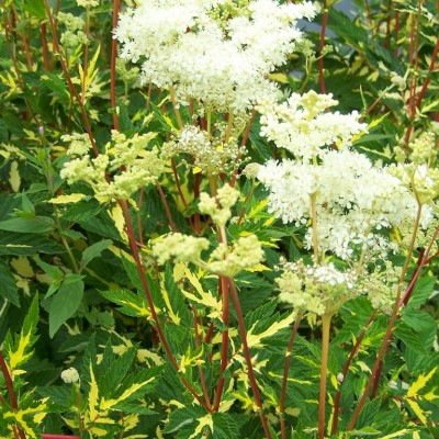 FILIPENDULA ULMARIA „VARIEGATA“