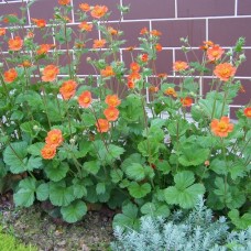 GEUM COCCINEUM