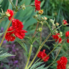 GEUM „BLAZING SUNSET“