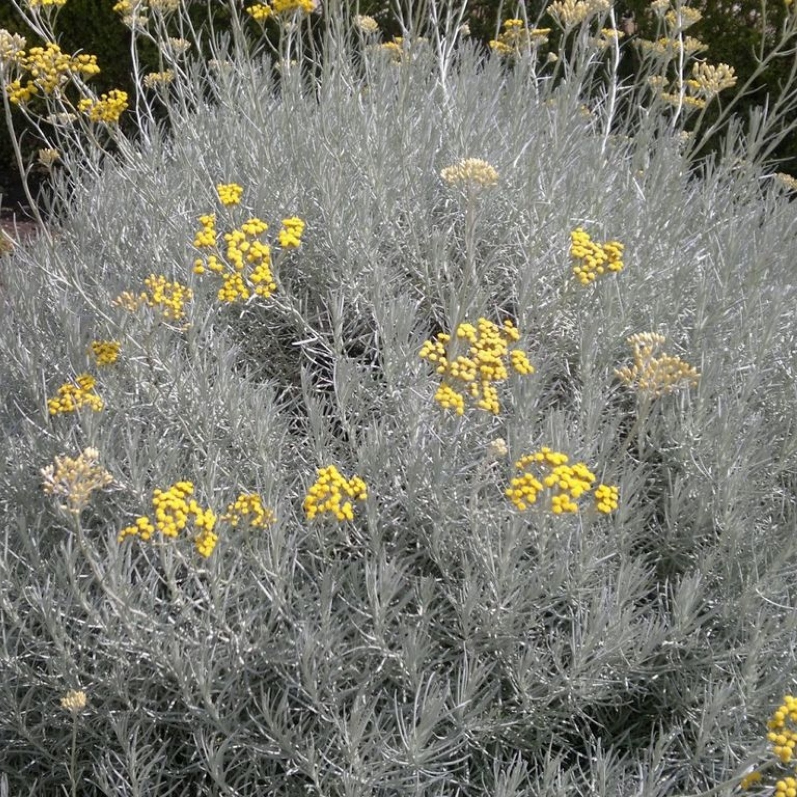 HELICHRYSUM ITALICUM Rasadnik Jelena helichrysum-italicum-rasadnik-jelena