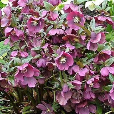 HELLEBORUS „RED LADY“