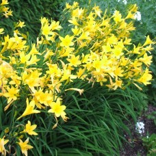 HEMEROCALLIS CITRONGELB  